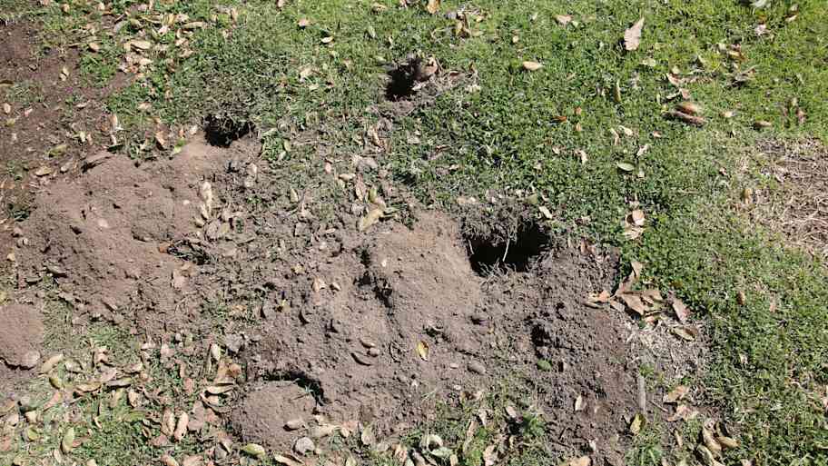 lumpy yard from gopher holes