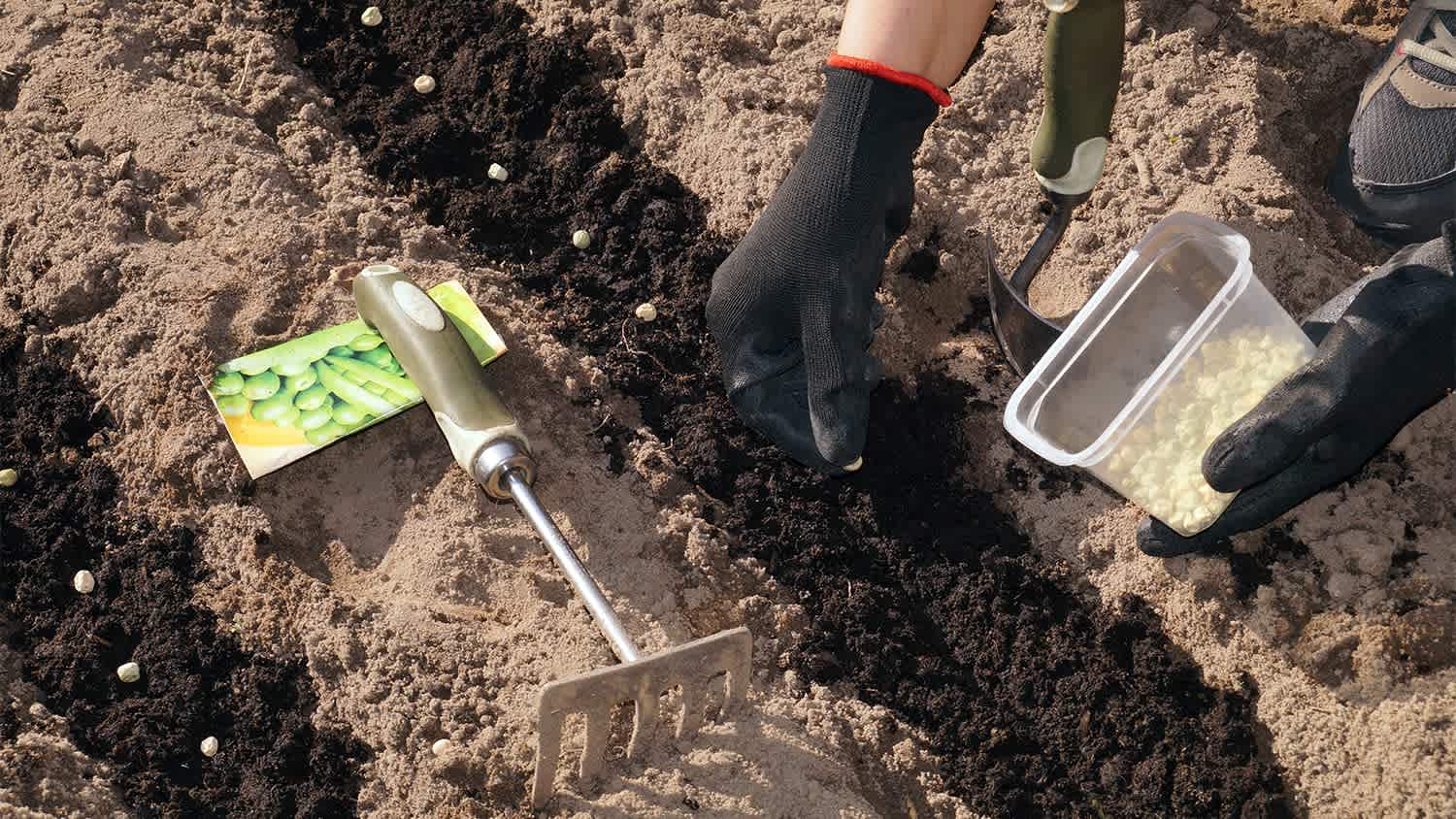 person in the garden sowing vegetable seeds