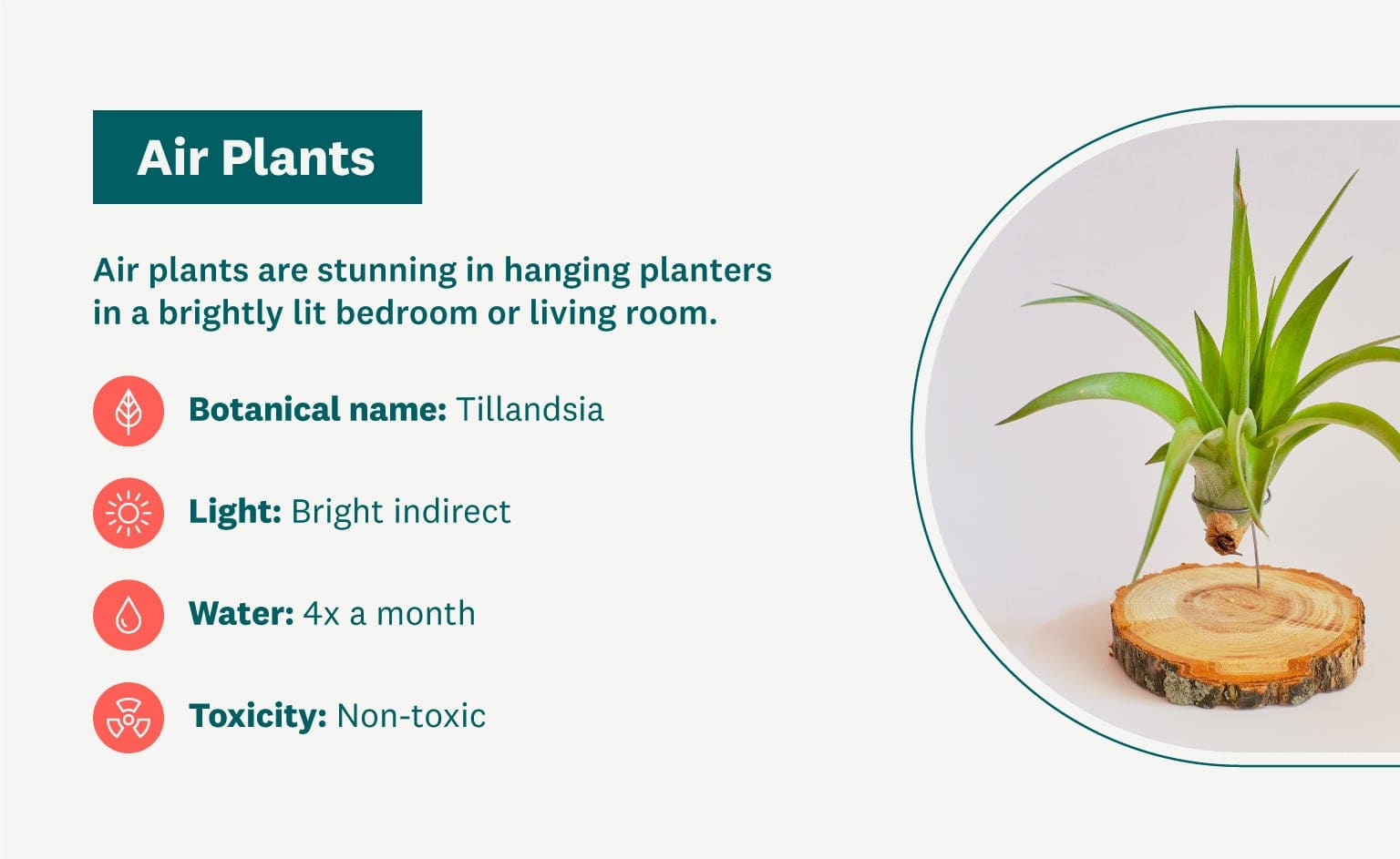 Air Plants graphic