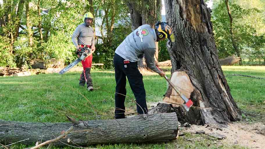 Worker swings an axe at the base of a tree while another stands nearby with a chainsaw in a grassy area surrounded by trees.