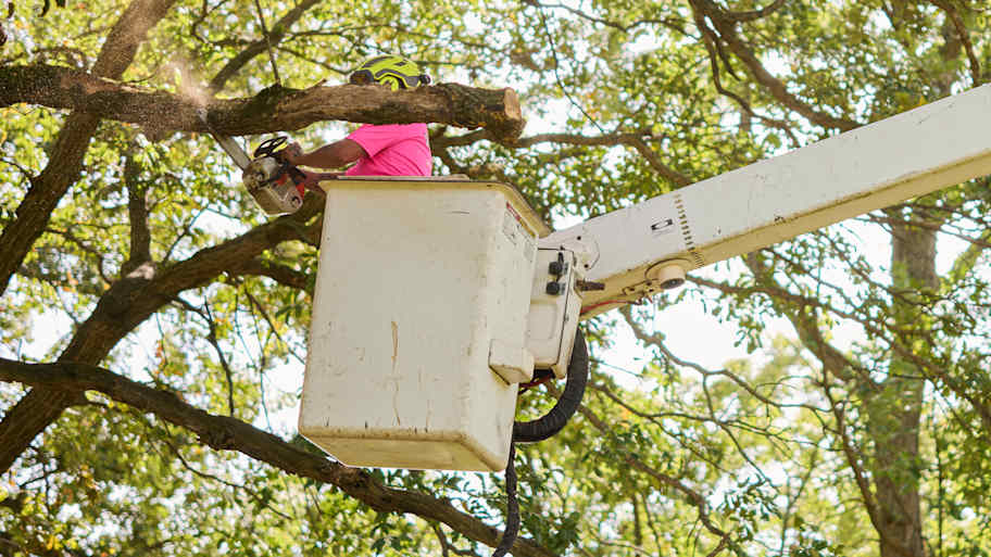 Tree trimmer in a bucket lift uses a chainsaw to cut a large tree branch on a sunny day surrounded by green foliage.