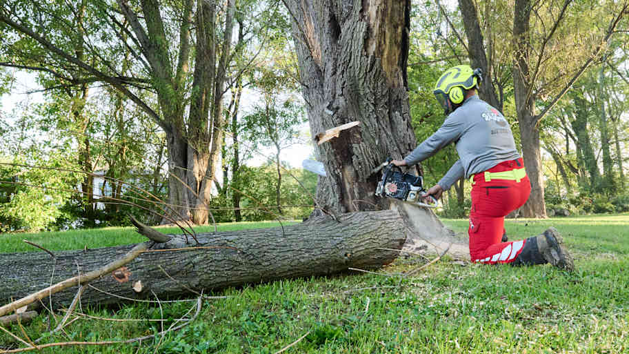 Worker in helmet and safety gear uses a chainsaw to cut down a large tree in a grassy area surrounded by tall trees.