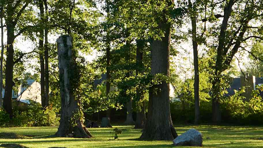 Sunlight filters through tall trees in a quiet neighborhood yard with a large tree stump and a boulder in the foreground.
