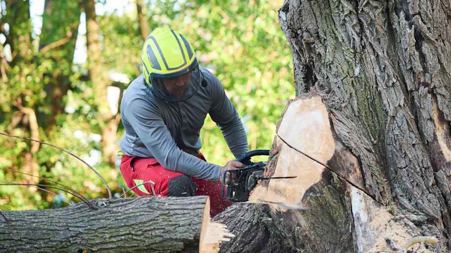 Tree worker  in safety gear uses a chainsaw to cut through the base of a large tree trunk in a wooded area during daylight.