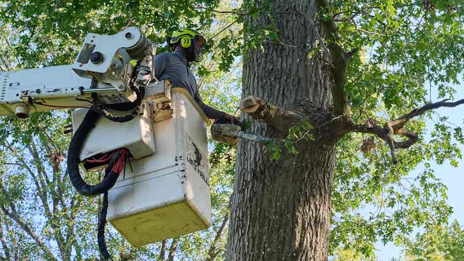 Person in safety gear trims a large tree branch with a chainsaw while elevated in a white bucket lift on a sunny day.