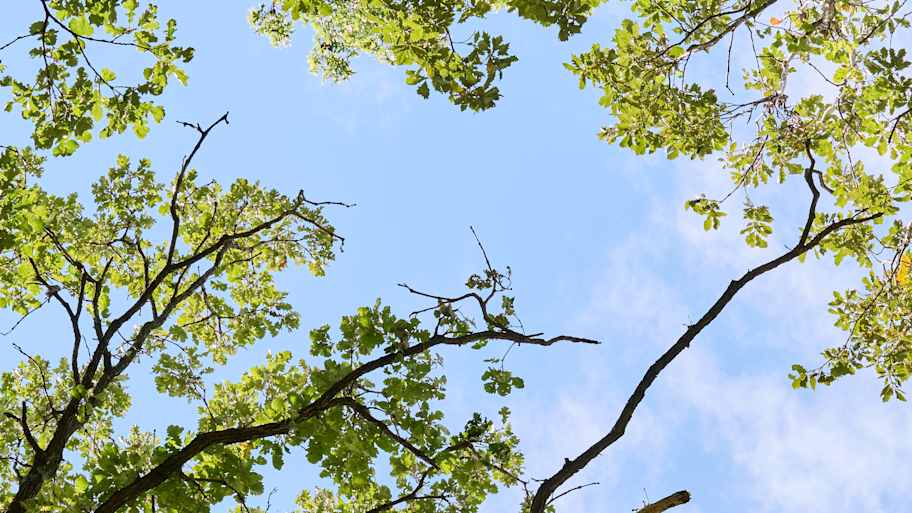 View looking up at tree branches with green leaves against a bright blue sky on a clear sunny day.