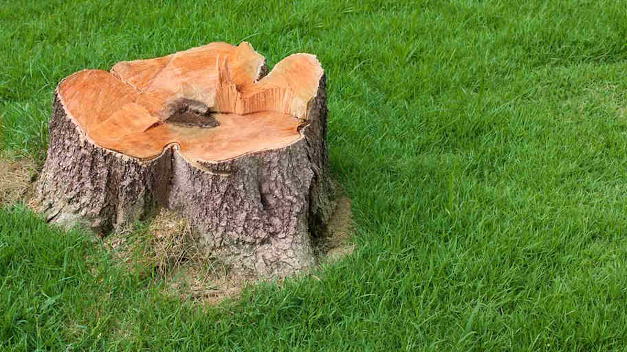 stump tree in front of yard