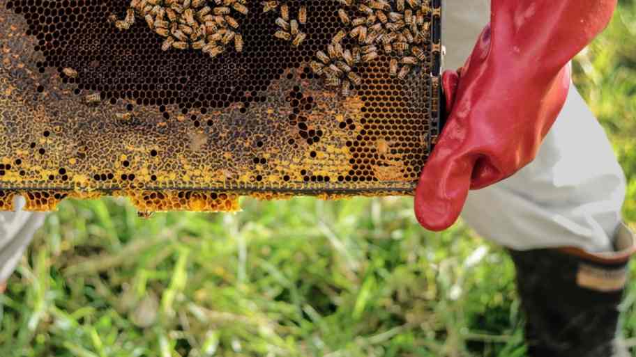 bee keeping