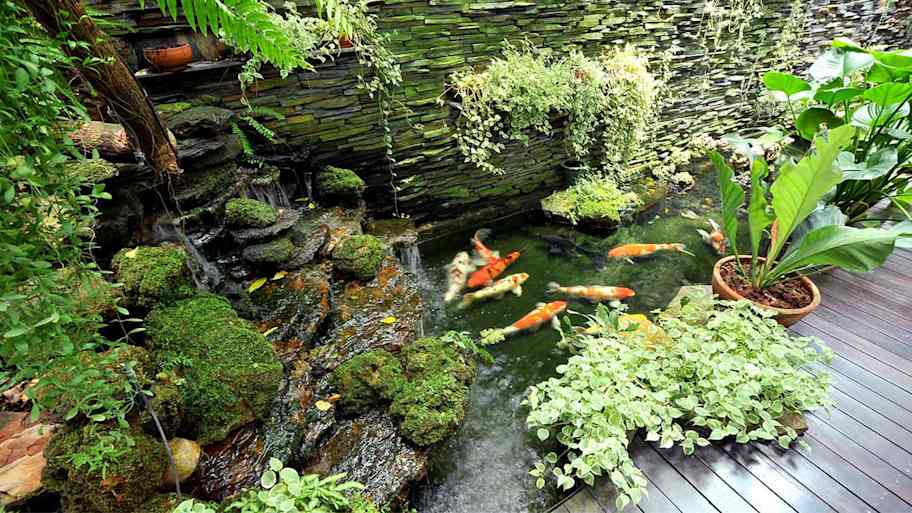 Koi pond
