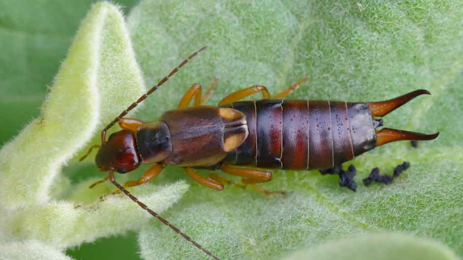Earwig eating the leaves of a plant
