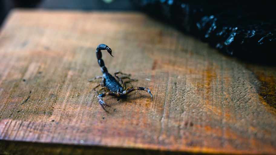 A scorpion on a wooden table next to a plant
