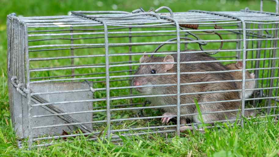 A rat trapped in a cage set in the yard