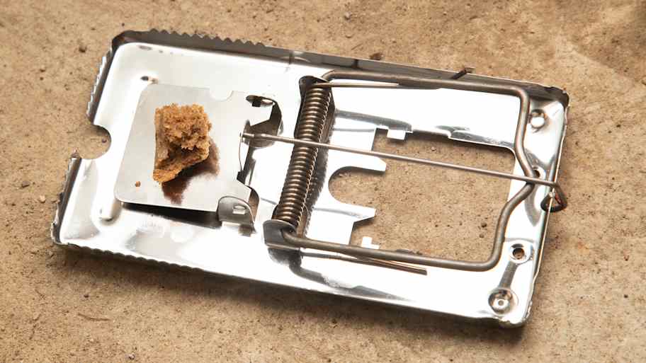 Bait placed in a metal rat trap 