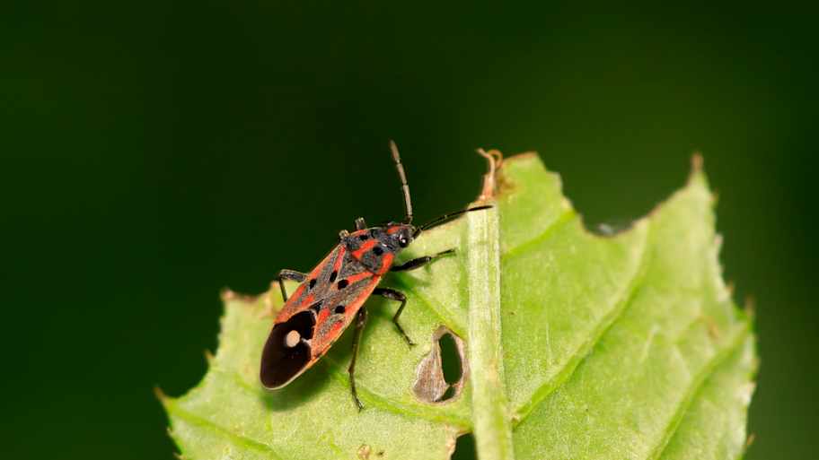 chinch bug on plant