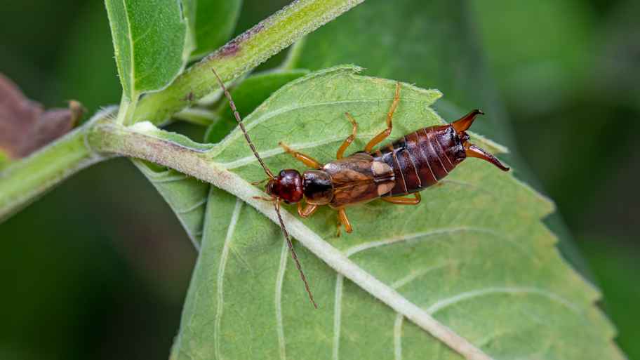 Close-up of an earwig on a leaf