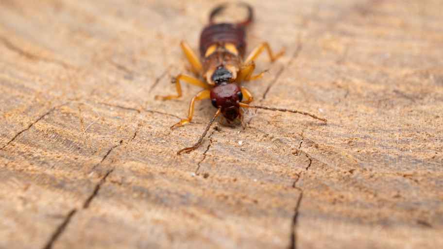 Close-up of an earwig on a wooden surface