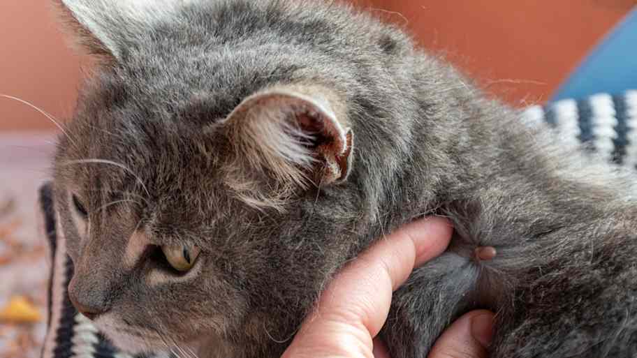 A tick attached to a cat is feeding on blood