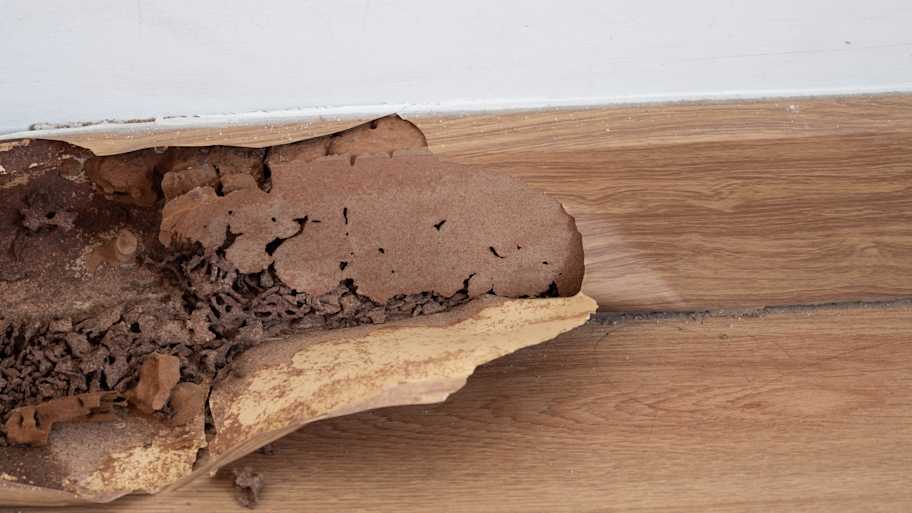 Peeling paint on a baseboard caused by termites