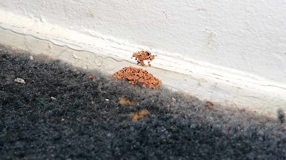 Pile of termite droppings next to a baseboard