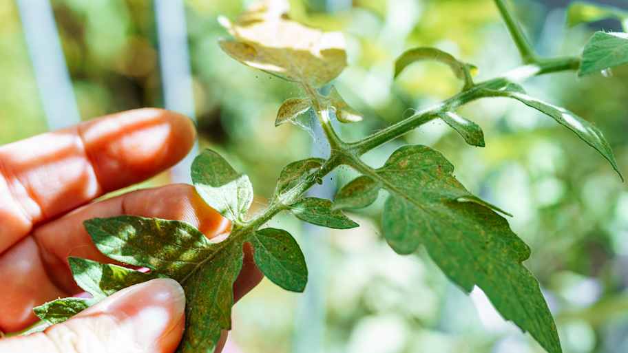 Spider mites on tomato leaves 