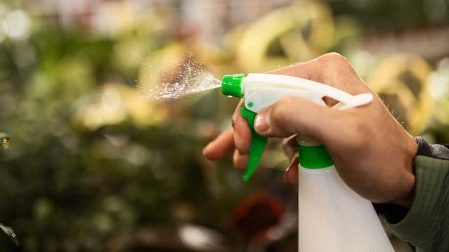 A person spraying water on plants 