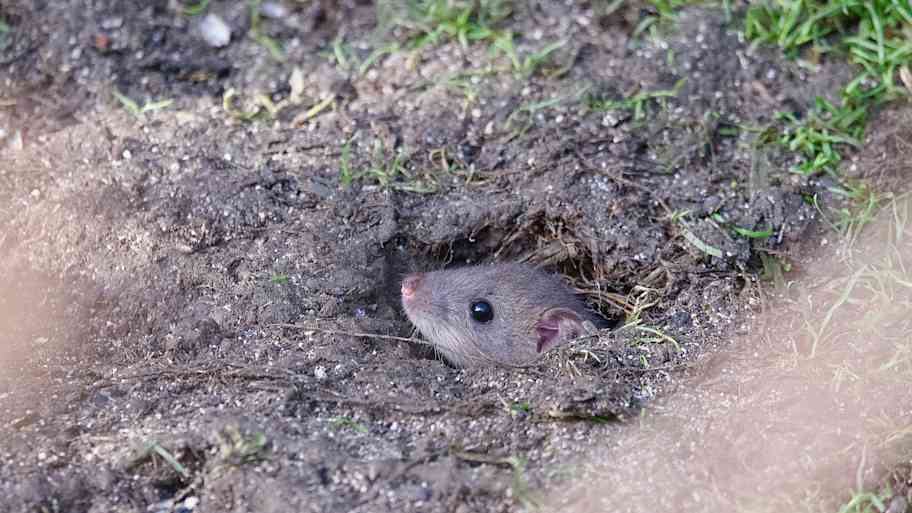A rat popping out of a hole in the ground