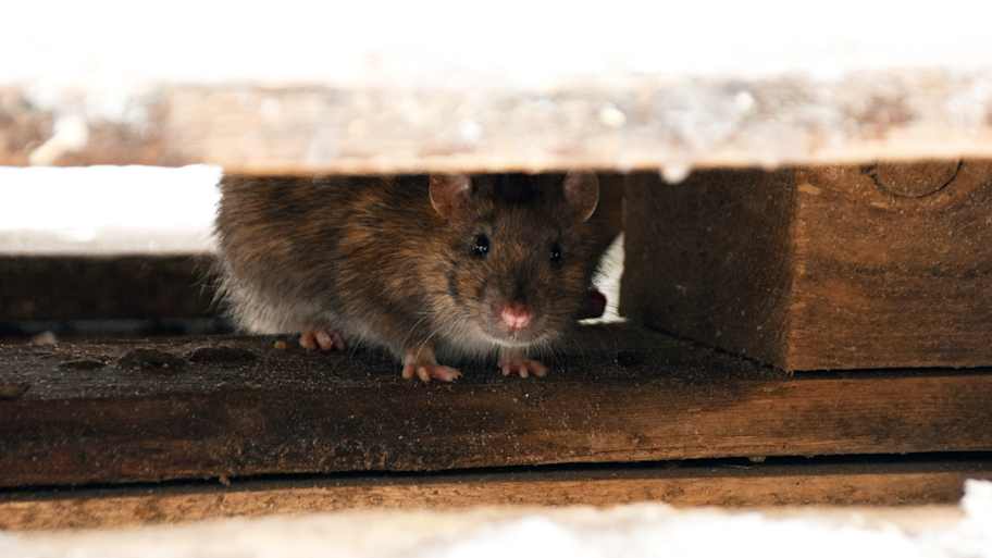 A rat under cabinetry in the kitchen