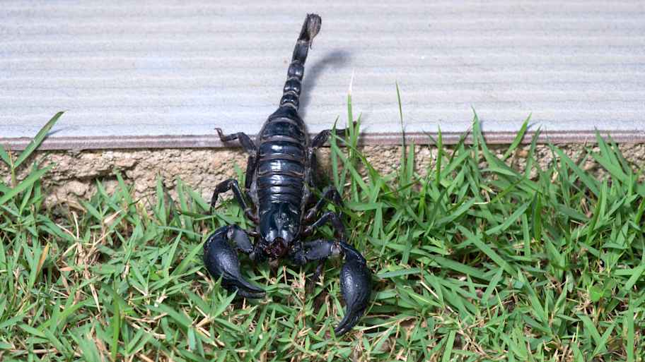 Close-up of a scorpion in a yard