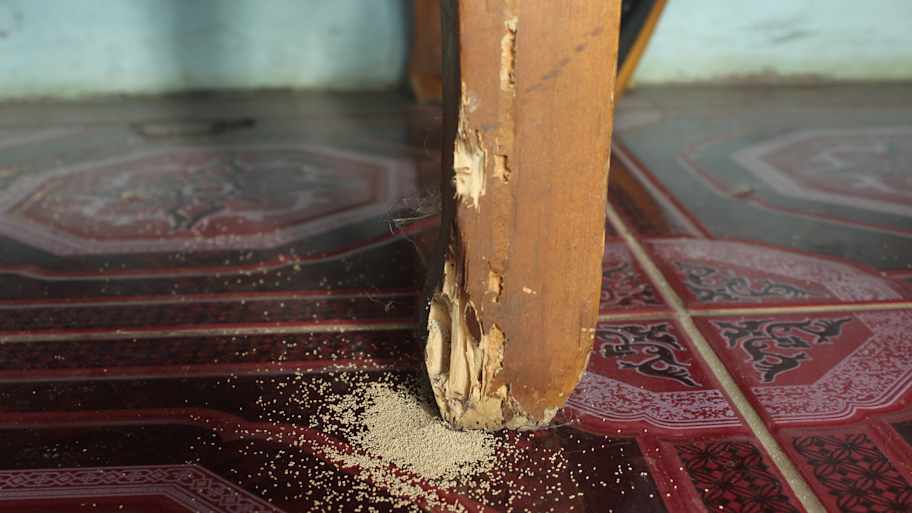 A table leg eaten by termites