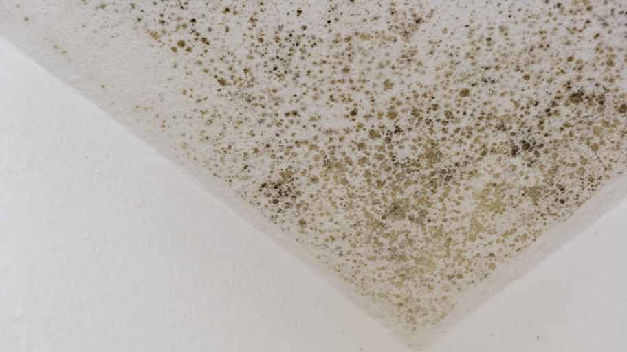 White ceiling with black mold