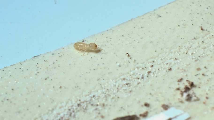 Termites on the ceiling of the house