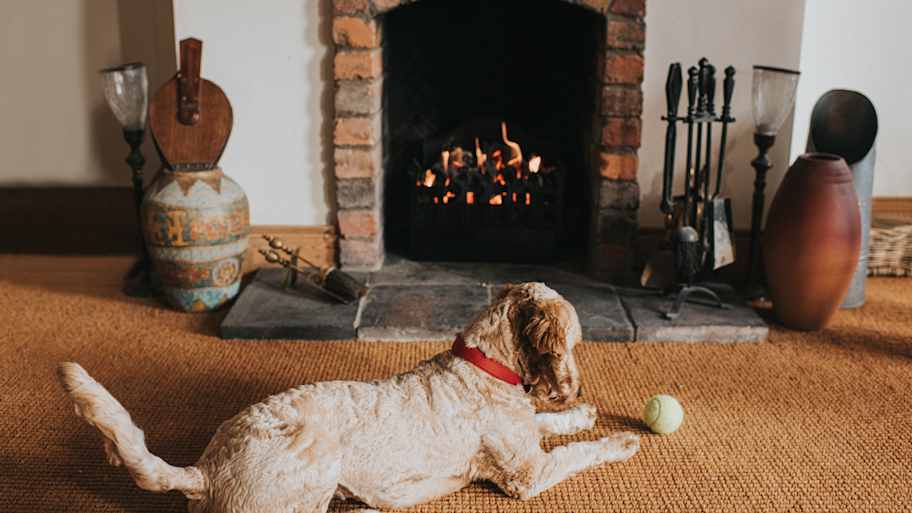 Dog beside an open fireplace