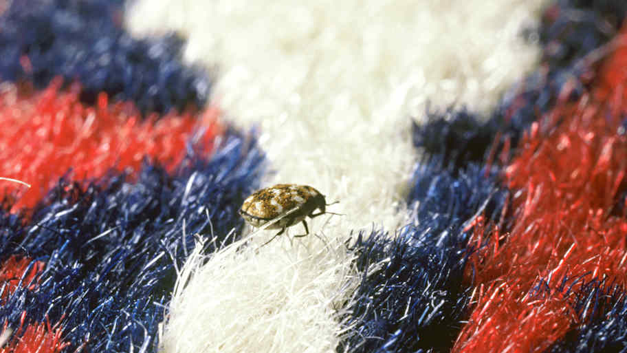 Carpet beetle on a red and blue carpet