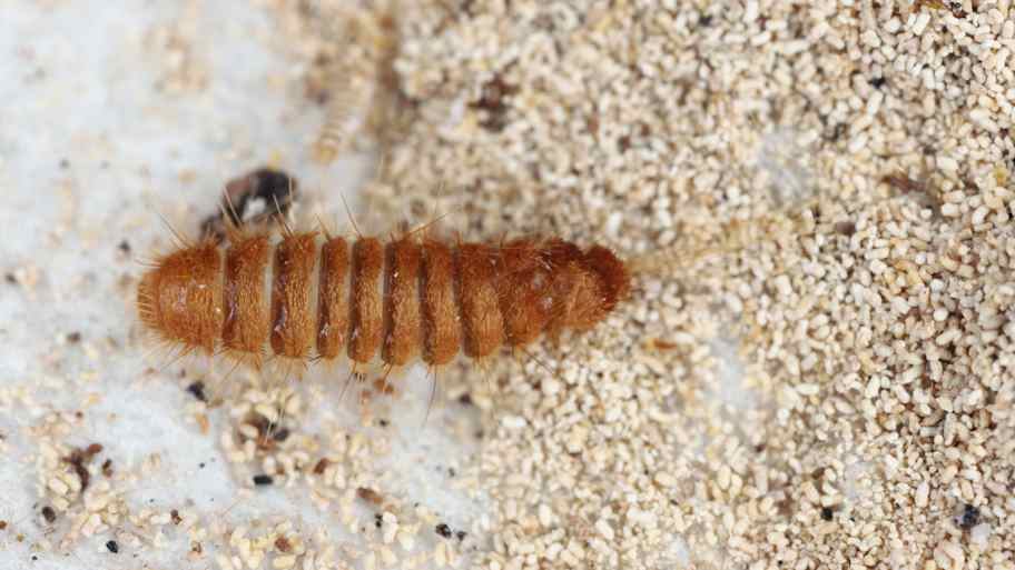 Close-up of a carpet beetle larva eating breadcrumbs 