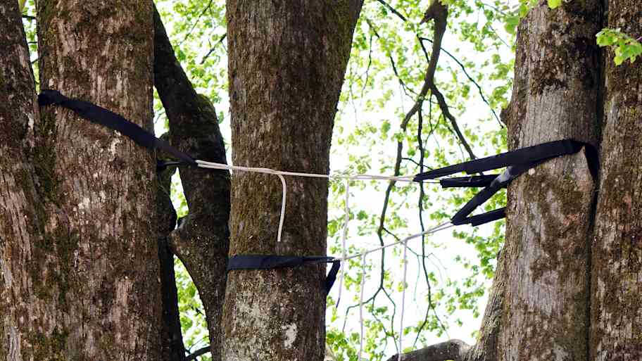 Professional tree cabling and bracing