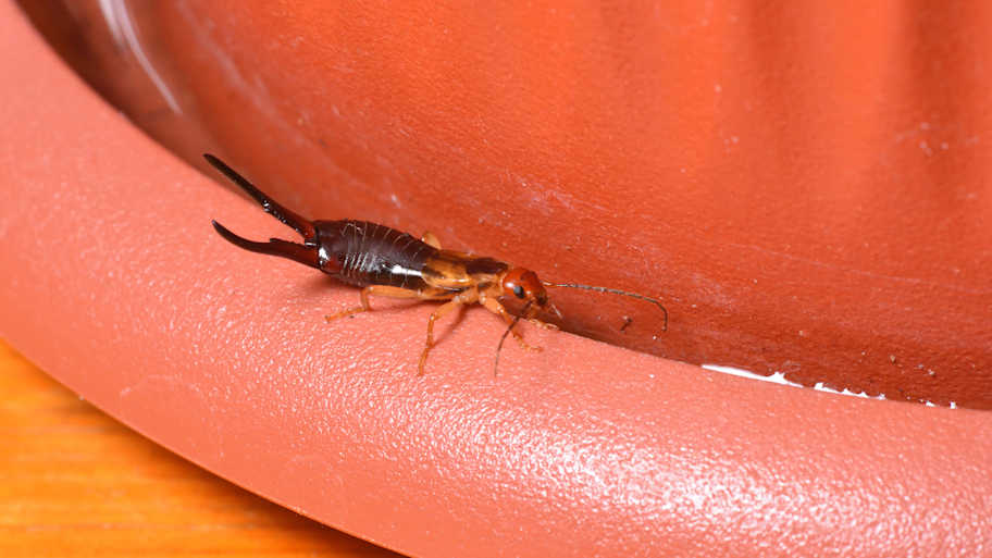 earwig on flower pot