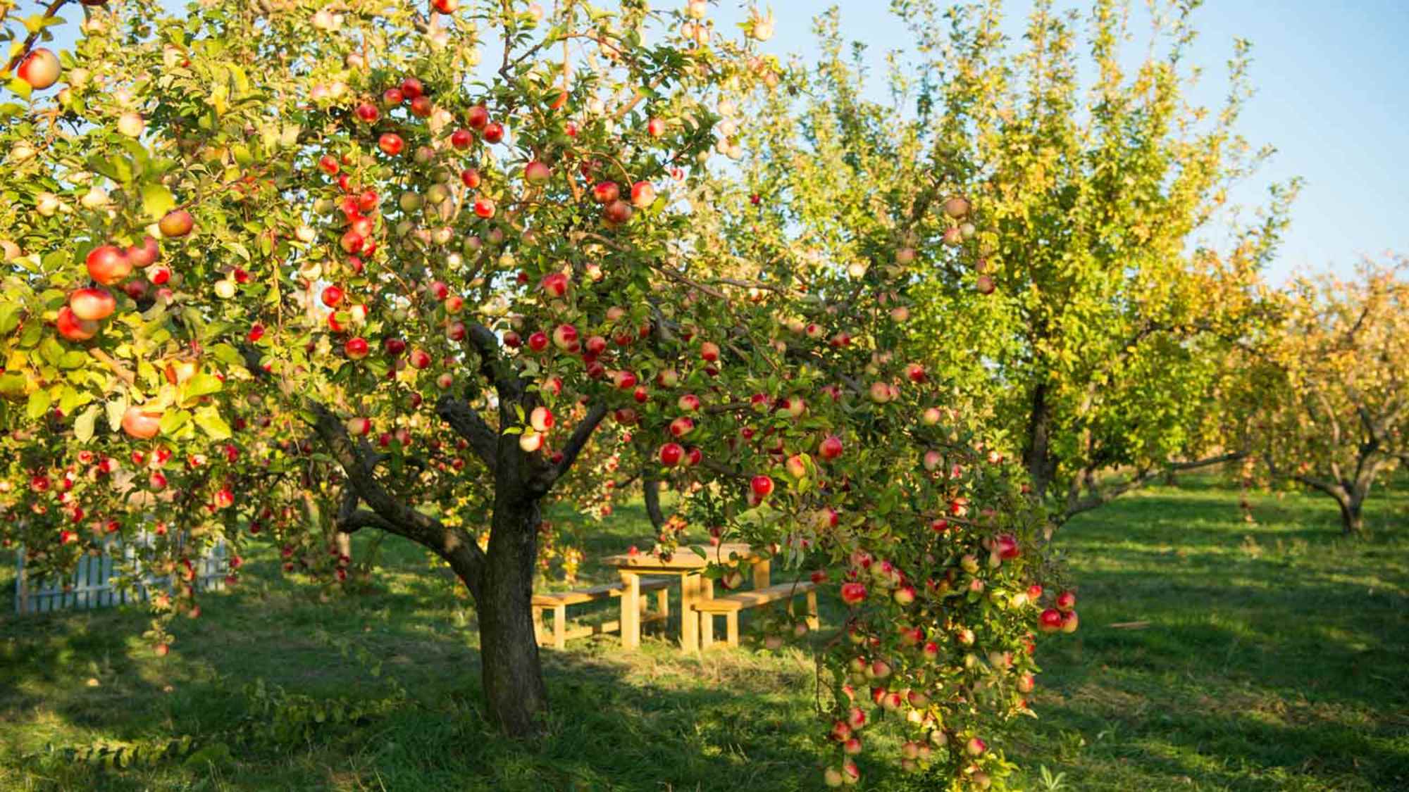 An apple tree in a garden