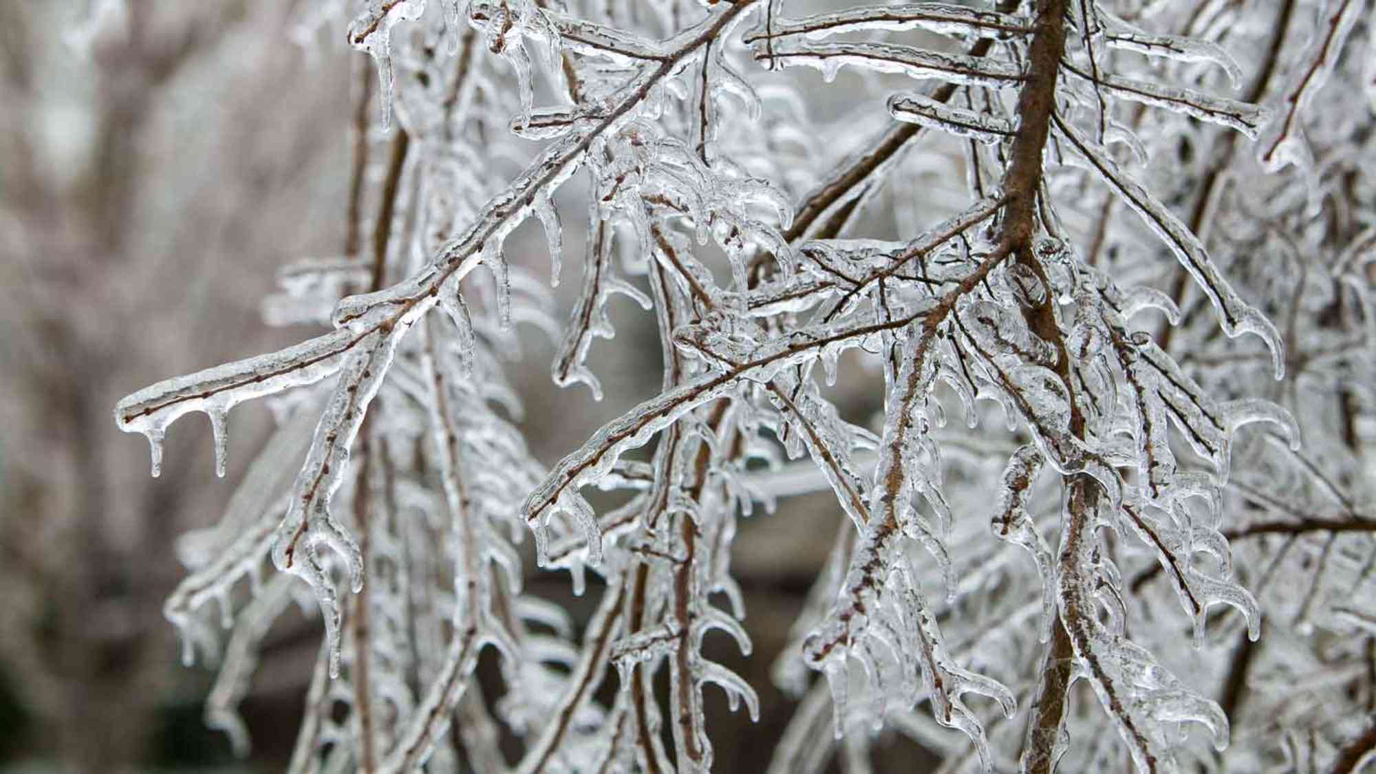 Close-up of frozen tree branches
