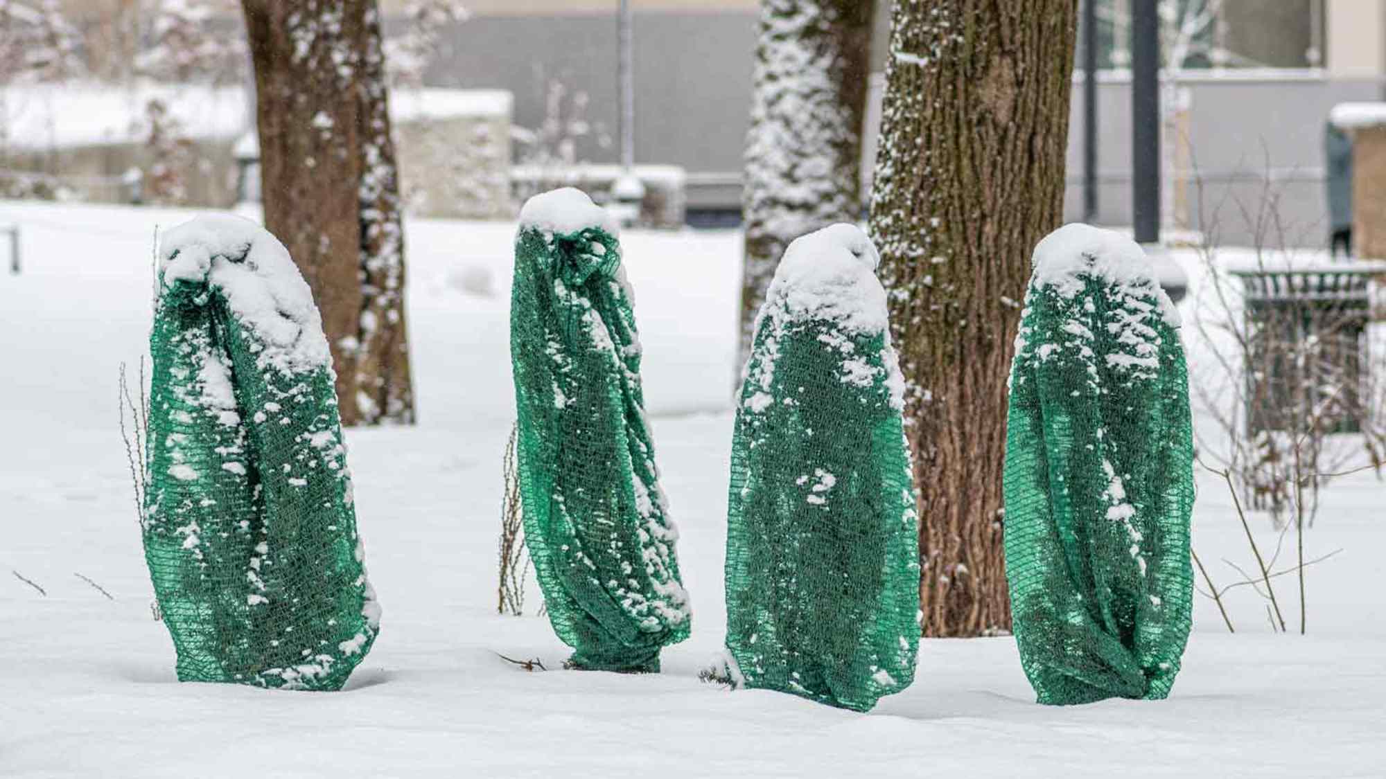 Small plants covered in green anti-freezing blankets