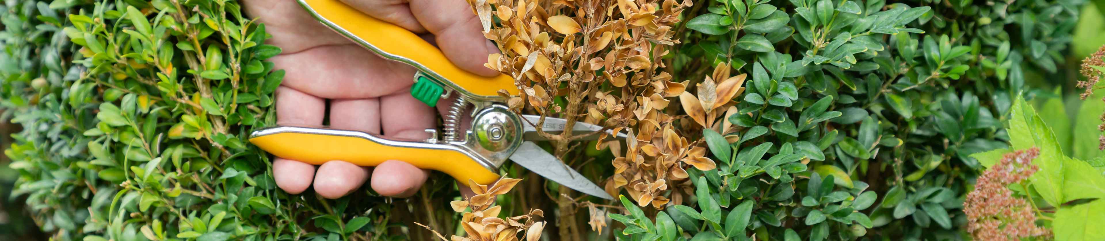 Top-rated arborists.