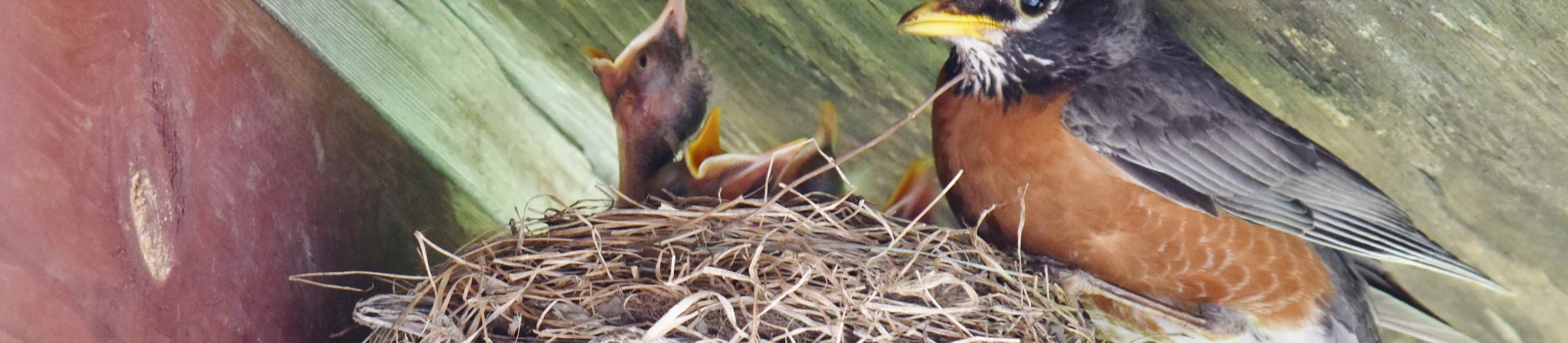 Top-rated bird control service pros.