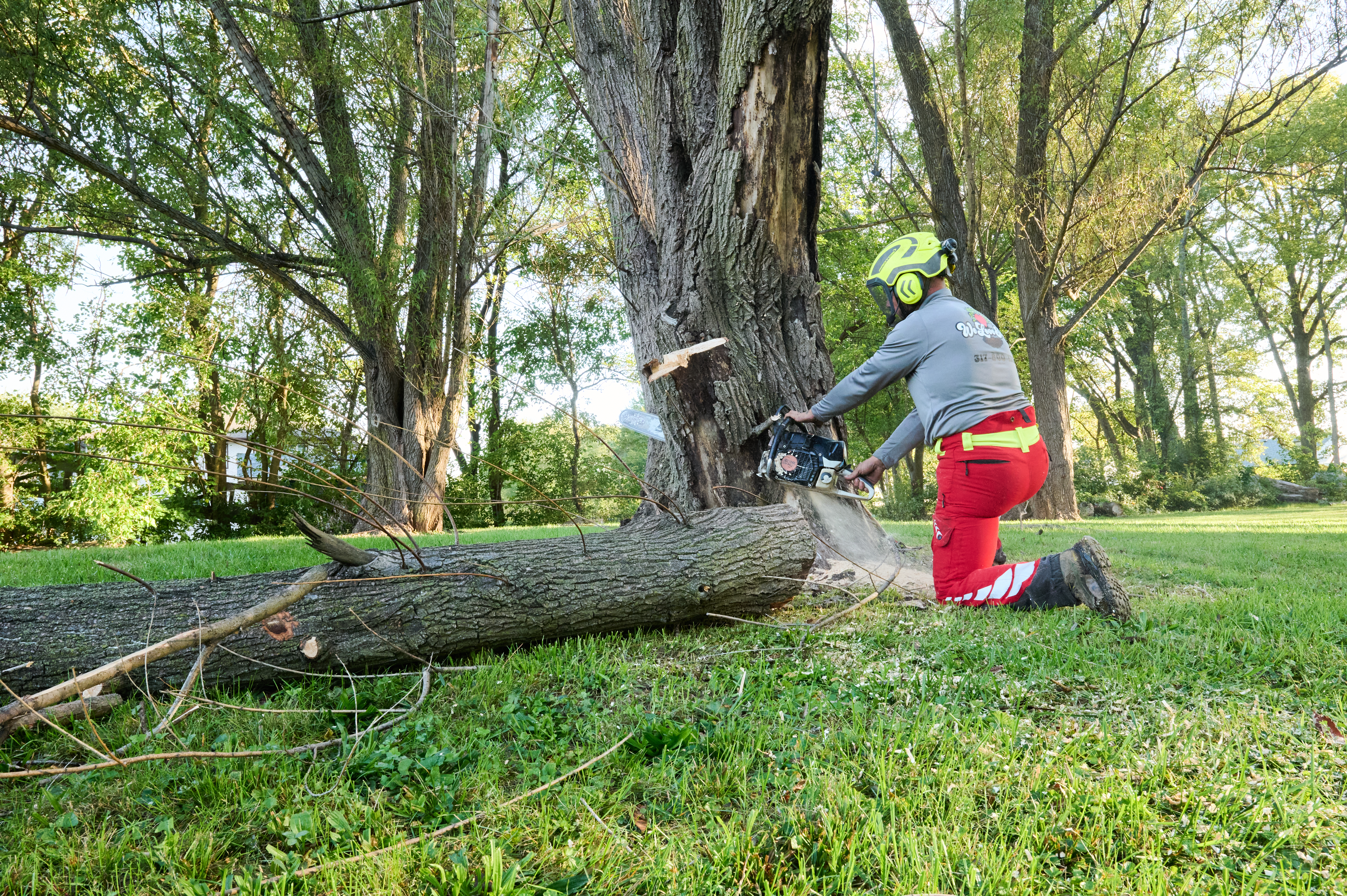 Worker in helmet and safety gear uses a chainsaw to cut down a large tree in a grassy area surrounded by tall trees.
