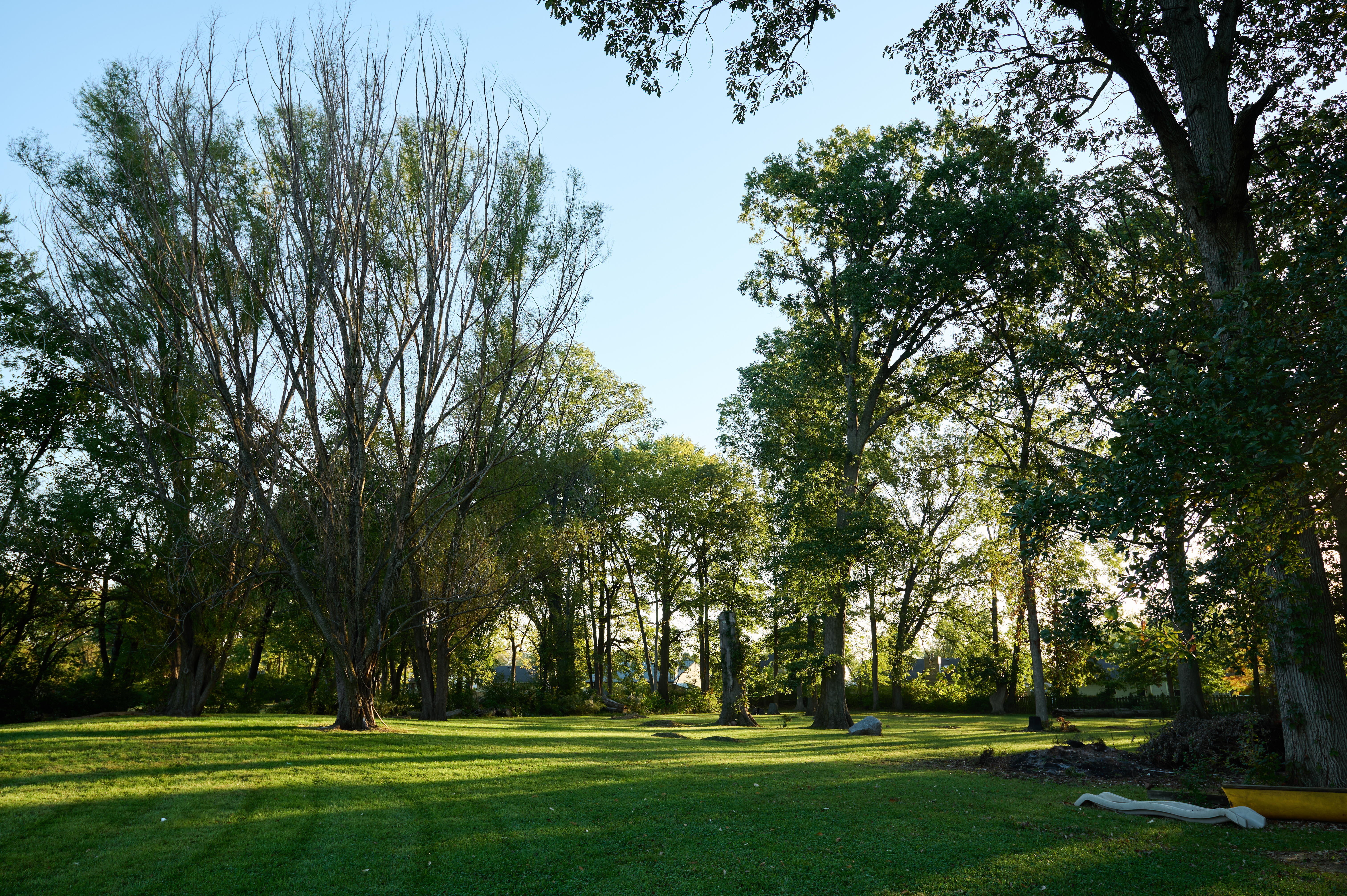 Sunlight filters through tall trees in a quiet neighborhood yard with a large tree stump and a boulder in the foreground.