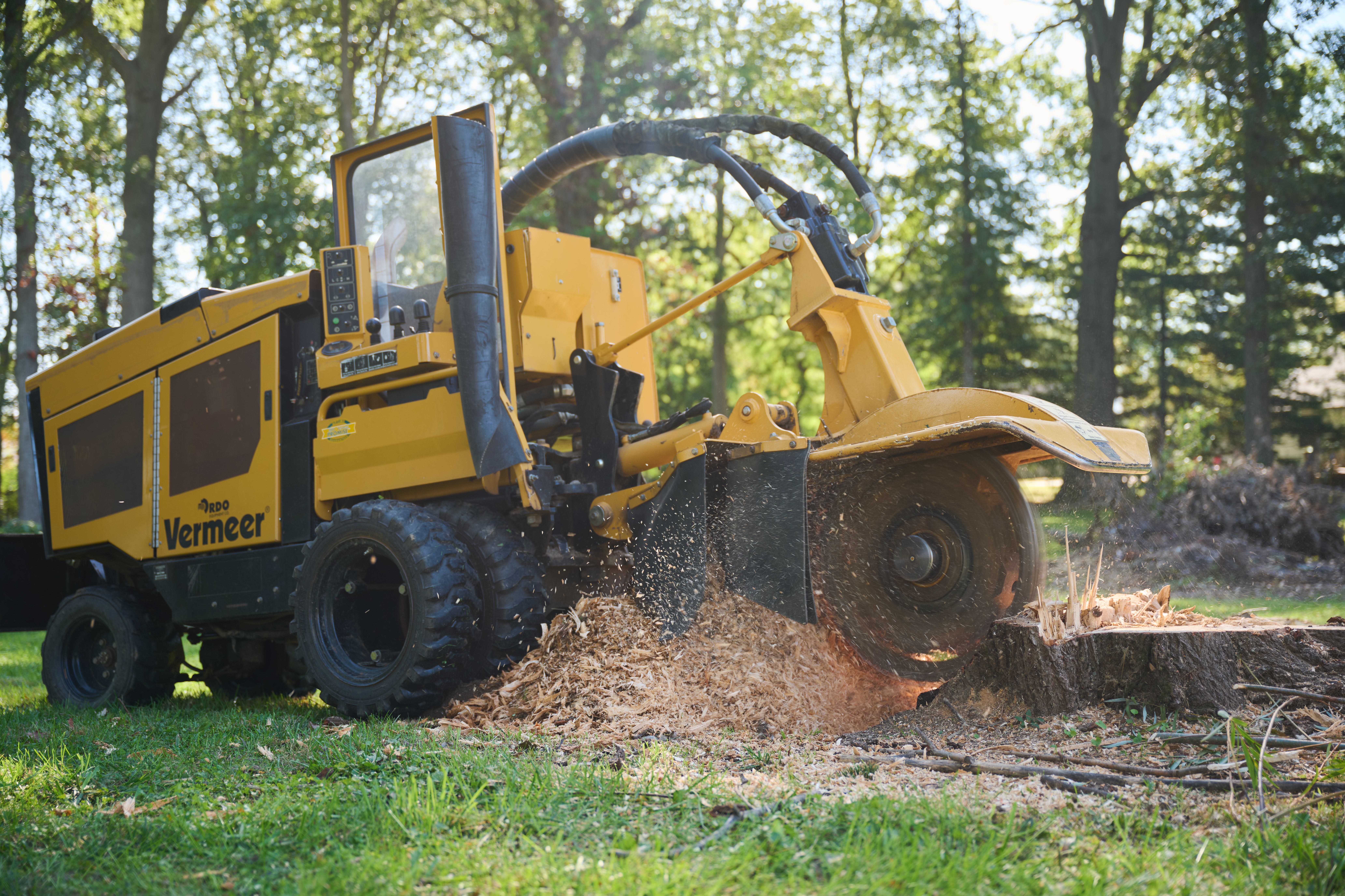 Yellow stump grinder grinds down a large tree stump, spraying wood chips across a grassy area surrounded by trees.
