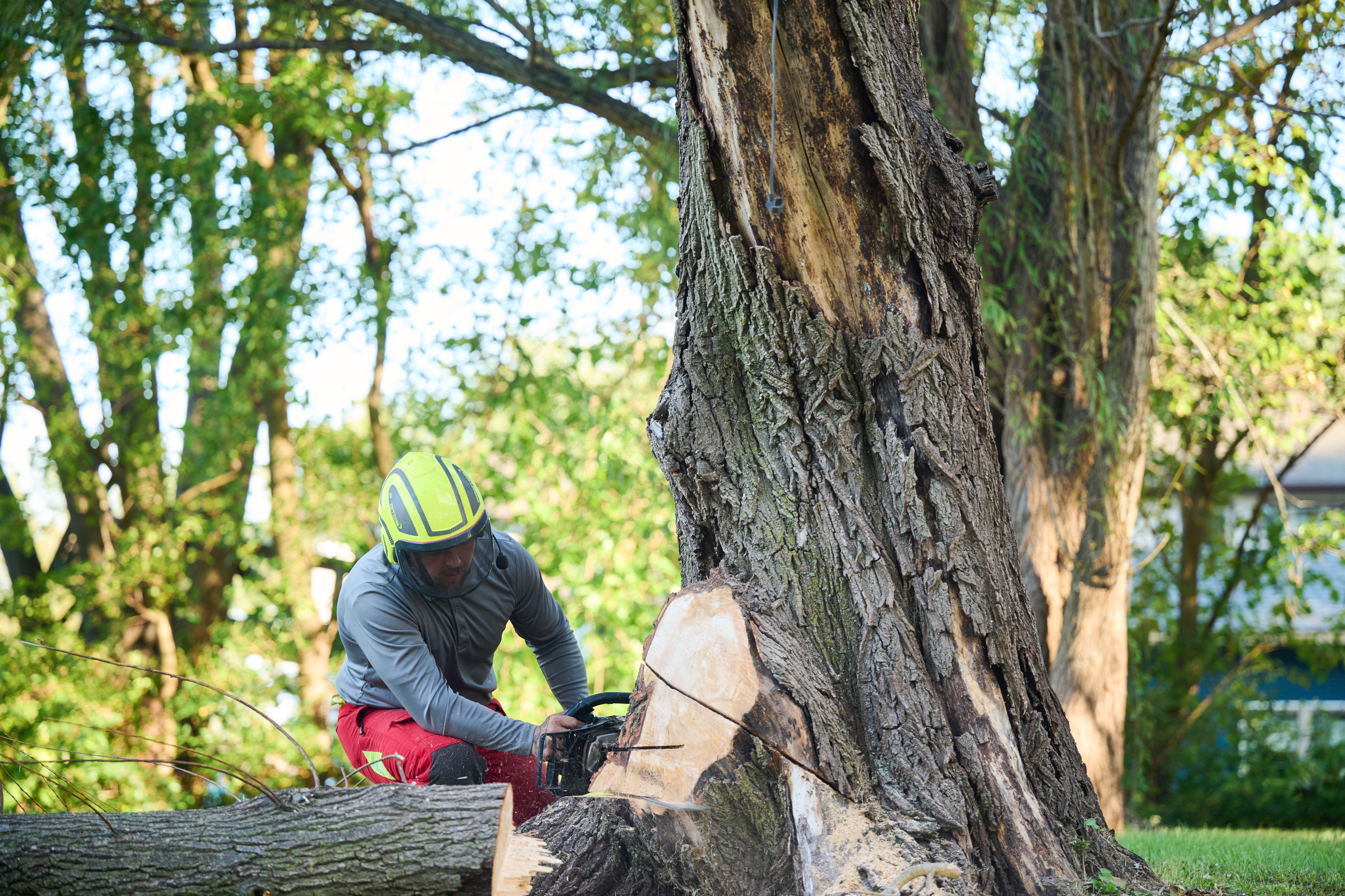 Tree worker in safety gear uses a chainsaw to cut through the base of a large tree trunk in a wooded area during daylight.