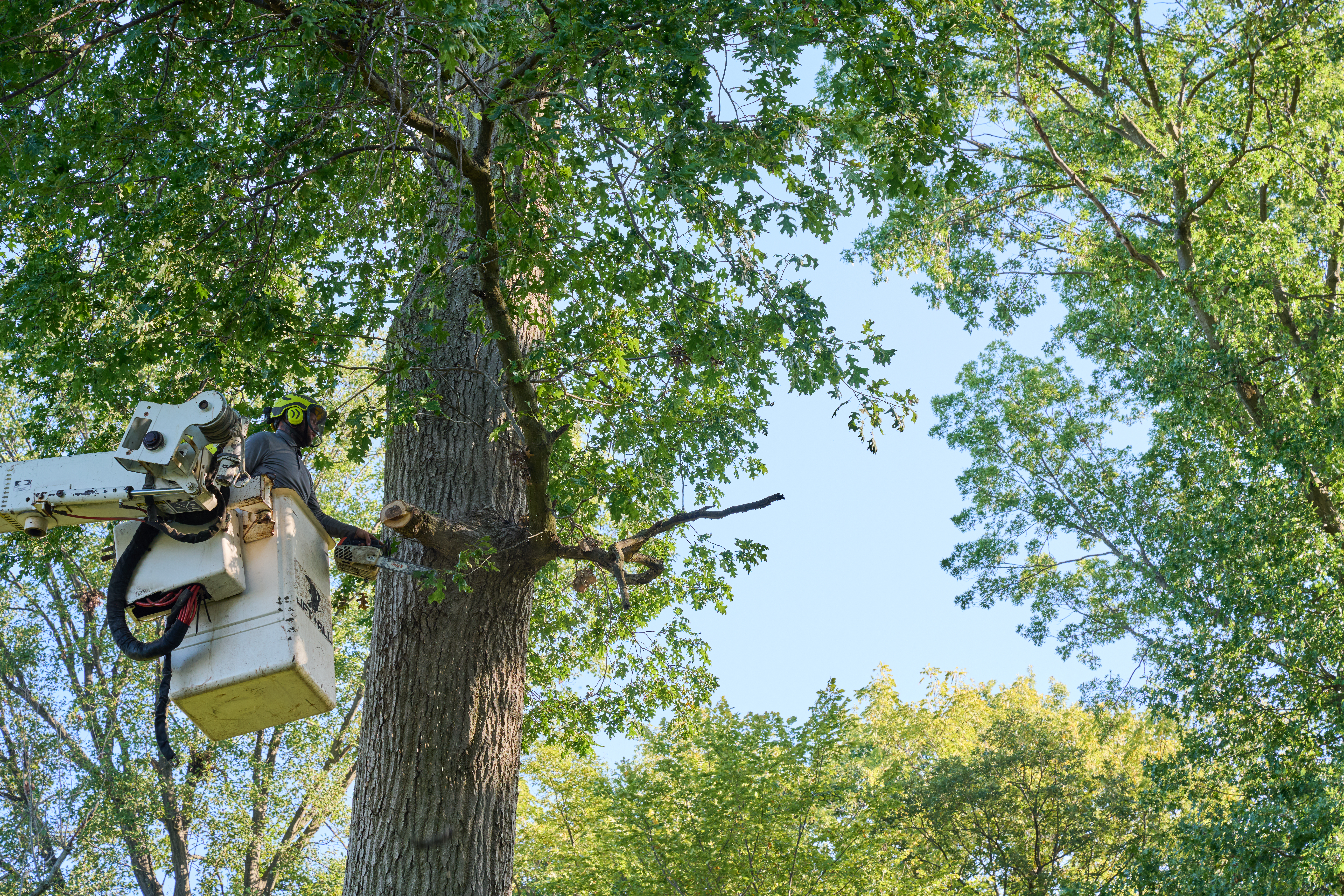 Person in safety gear trims a large tree branch with a chainsaw while elevated in a white bucket lift on a sunny day.
