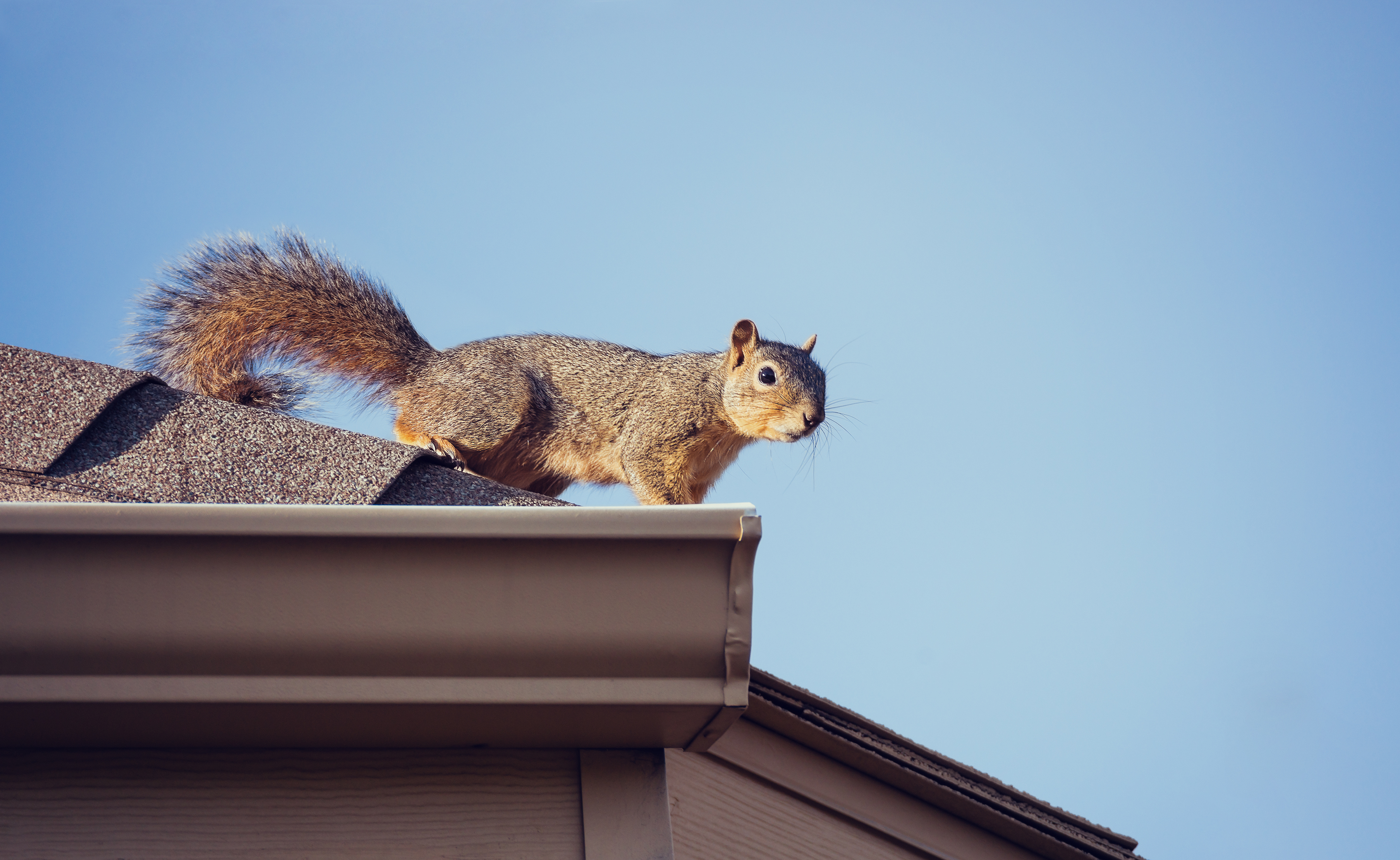 A squirrel stands on a rooftop, highlighting the need for animal removal services to prevent potential damage and nesting.