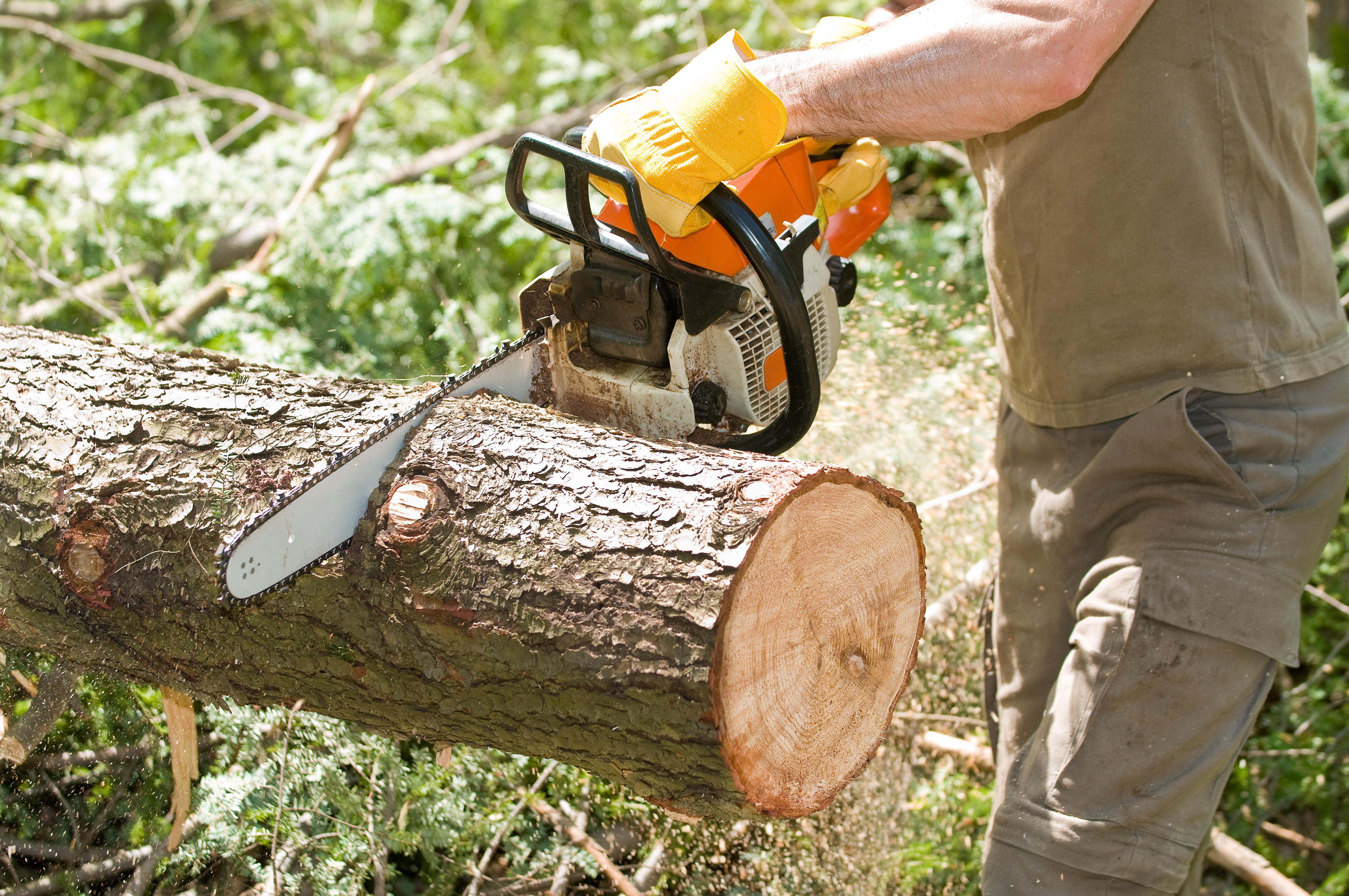 Top-rated tree service pros.