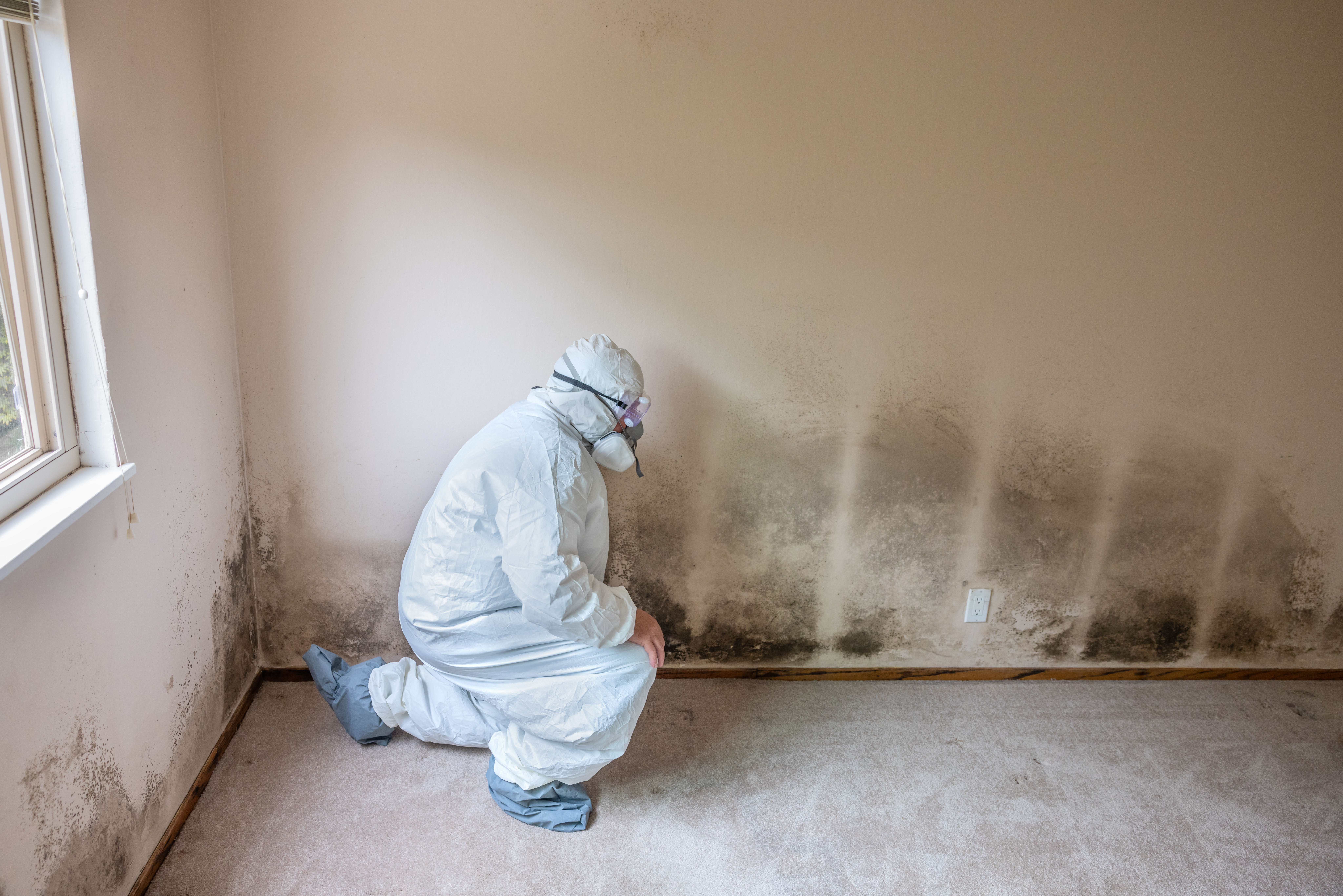Top-rated mold removal pros.