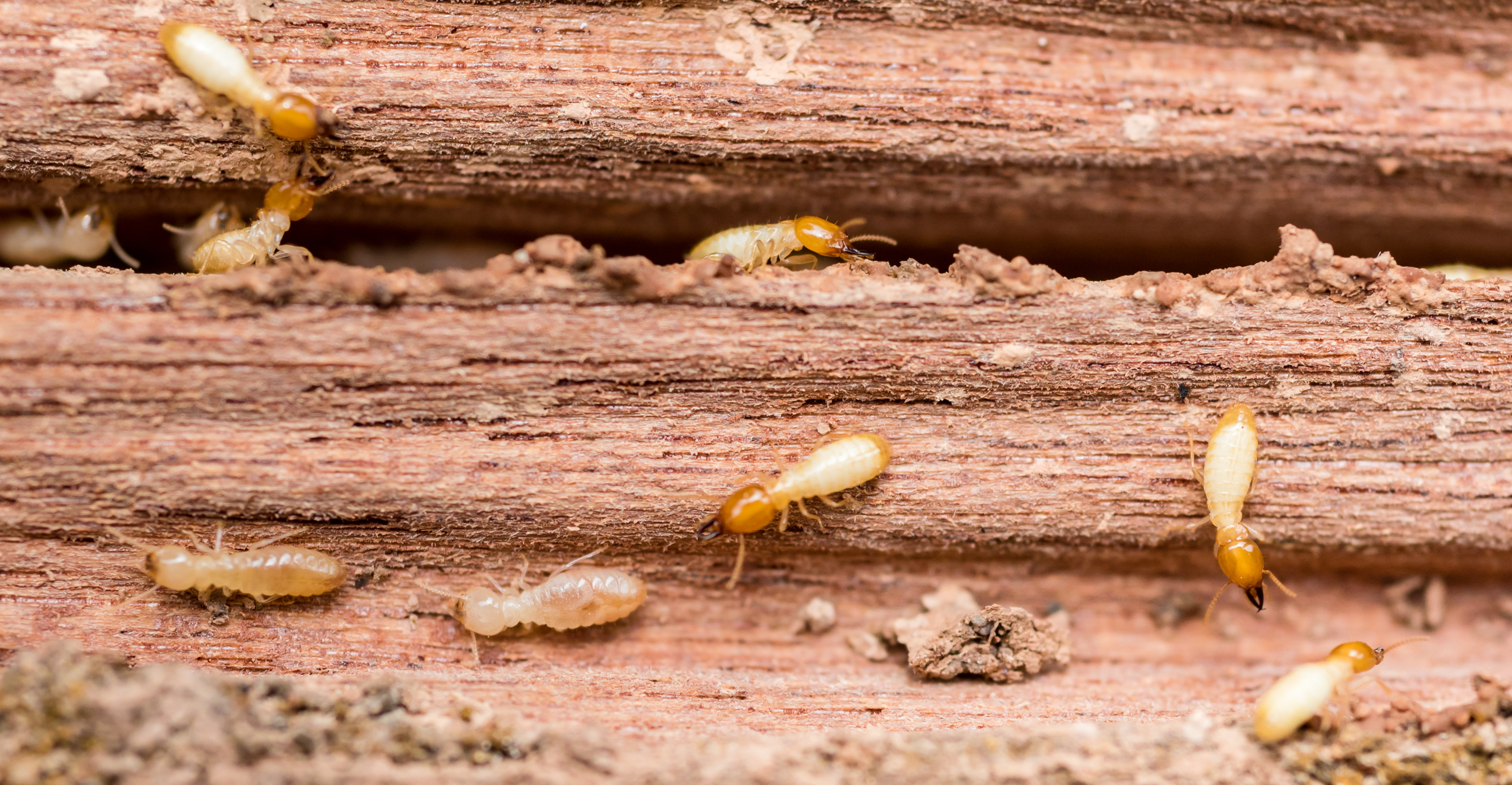 Top-rated termite control pros.